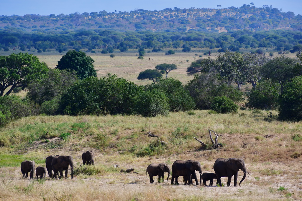 Tarangire NP